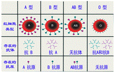 ABO血型系统