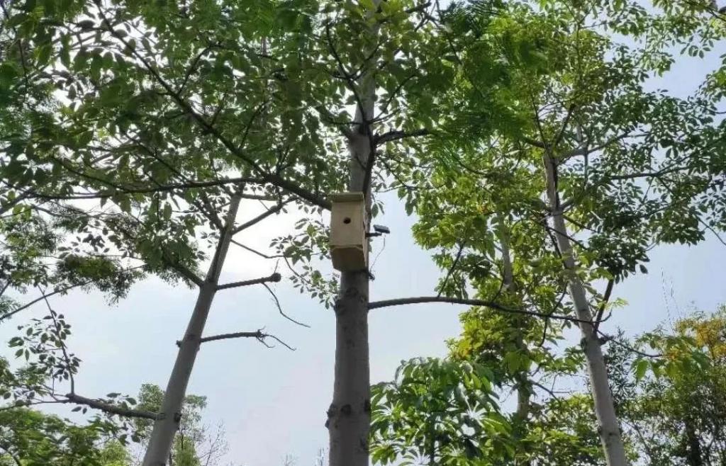 鸟在路灯里筑巢？这是住得更好，还是更差了？