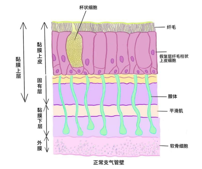 纤毛细胞带你看“慢支”