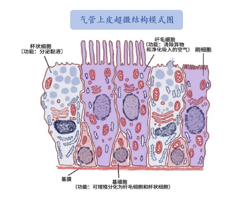 纤毛细胞带你看“慢支”