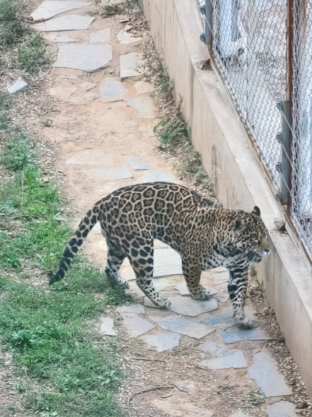 进来吸吸“大橘猫”！揭秘美洲豹的昨天，今天和明天