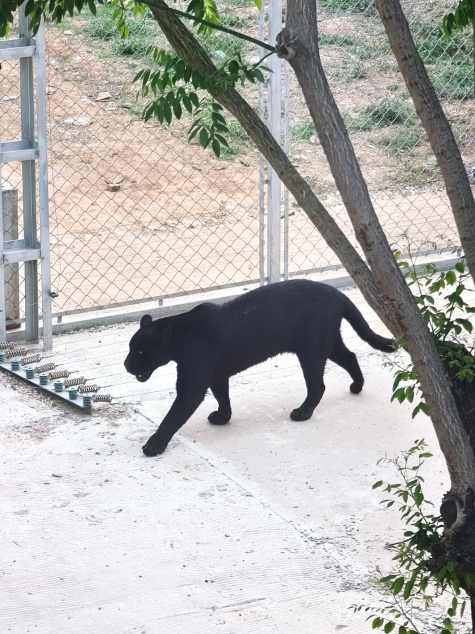 进来吸吸“大橘猫”！揭秘美洲豹的昨天，今天和明天