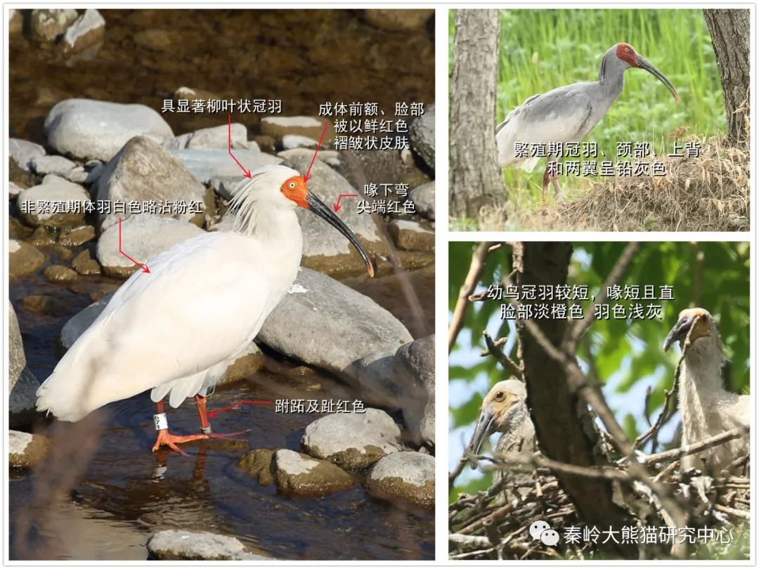 “东方宝石”朱鹮——从濒危到重生