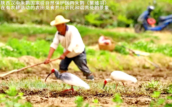 “东方宝石”朱鹮——从濒危到重生