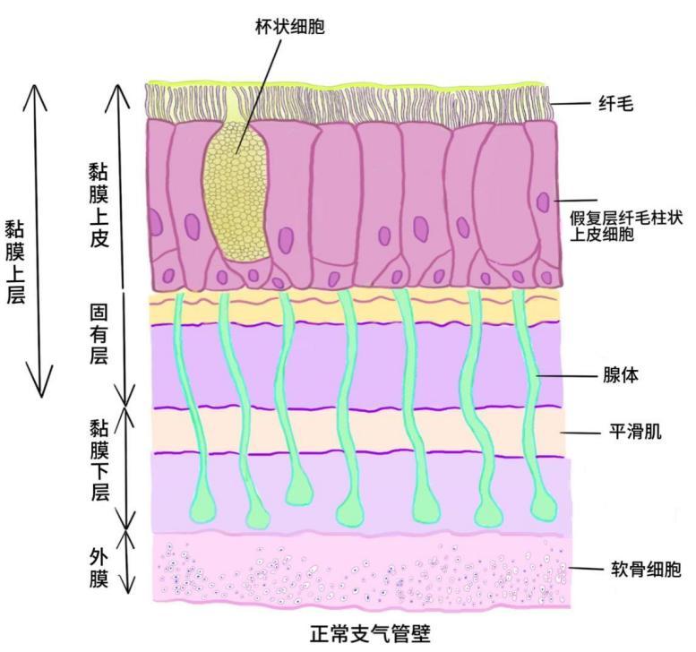 纤毛细胞带你看“慢支”