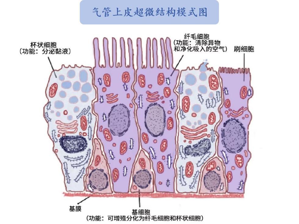 纤毛细胞带你看“慢支”