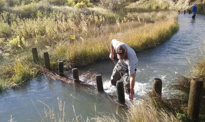 河狸帮人类把拖了7年的水坝建好了？这河狸吗？