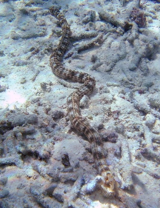 海老鼠、海地瓜、海猪…它们的屁股都好奇怪