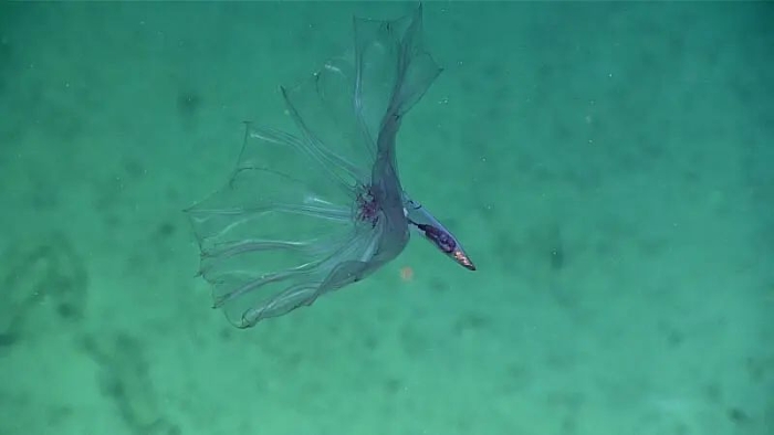 海老鼠、海地瓜、海猪…它们的屁股都好奇怪