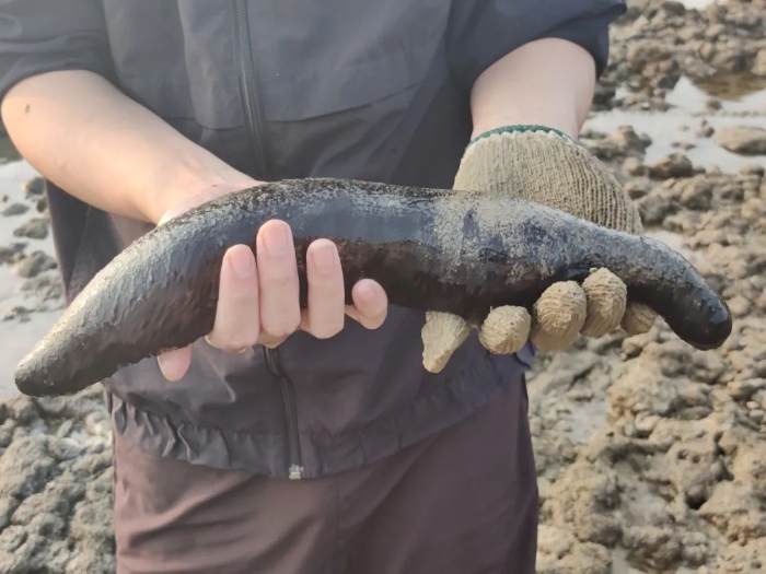 海老鼠、海地瓜、海猪…它们的屁股都好奇怪