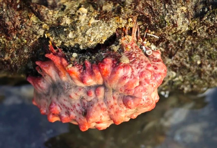 海老鼠、海地瓜、海猪…它们的屁股都好奇怪