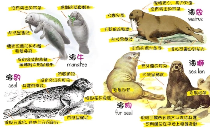 企鹅：豹海豹你够了，不仅吃我们，还把我们当做礼物……