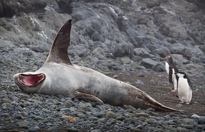 A leopard seal on a beach next to a gentoo and chinstrap penguin