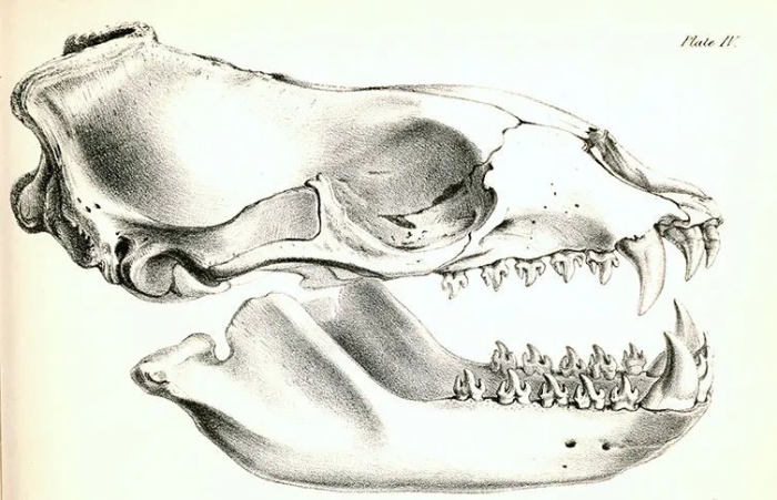 Drawing of a leopard seal skull