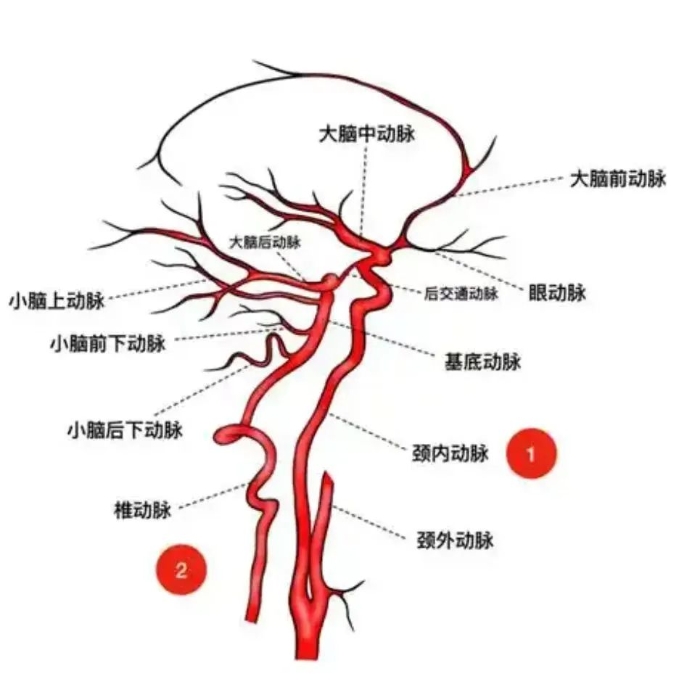 为啥苍蝇把自己脑袋搓下来把玩？！盘点动物断头小史